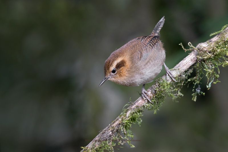 Mountain Wren - Troglodytes solstistialis