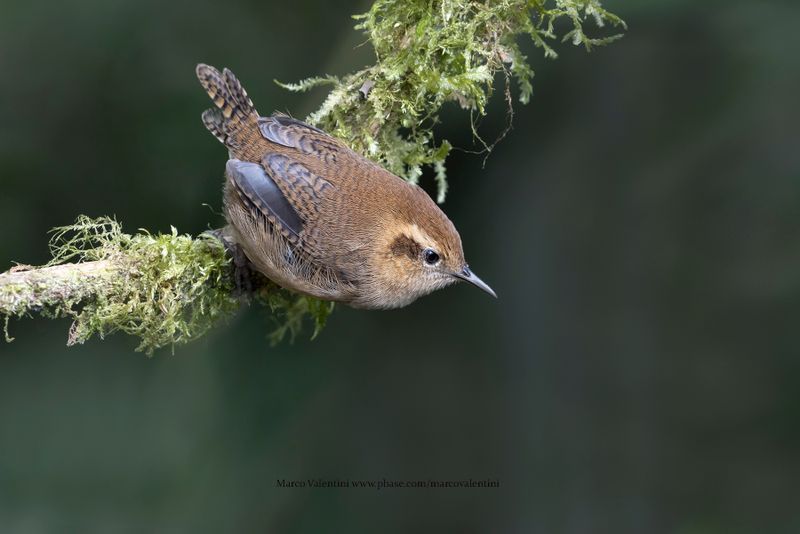 Mountain Wren - Troglodytes solstistialis