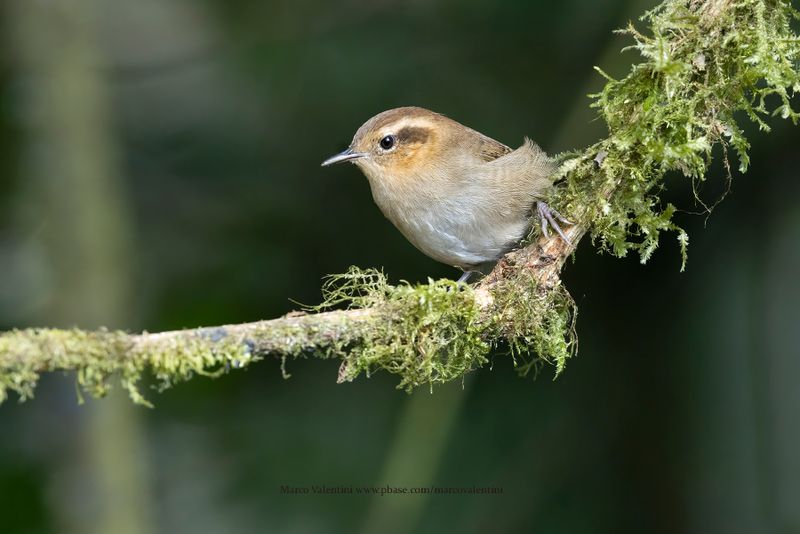 Mountain Wren - Troglodytes solstistialis