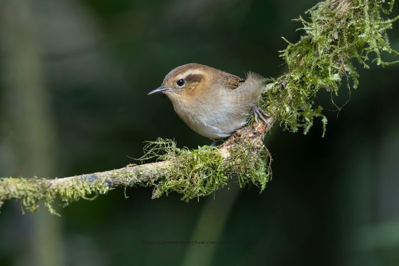Mountain Wren - Troglodytes solstistialis