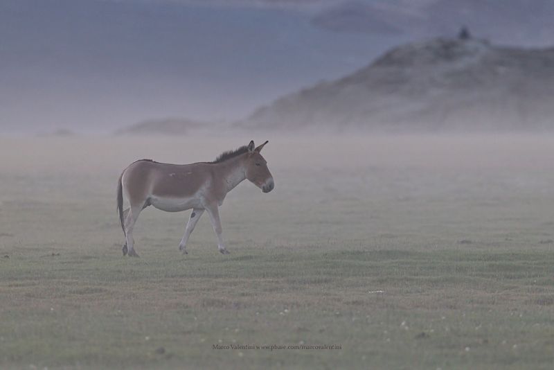 Tibetan Wild Ass - Equus kiang