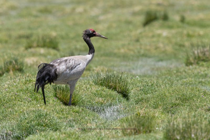 Black-necked Crane - Grus nigricollis
