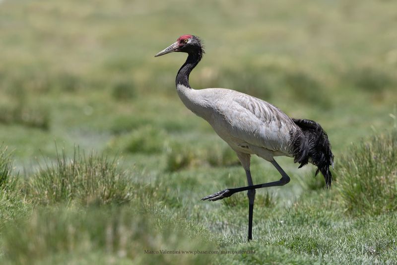 Black-necked Crane - Grus nigricollis