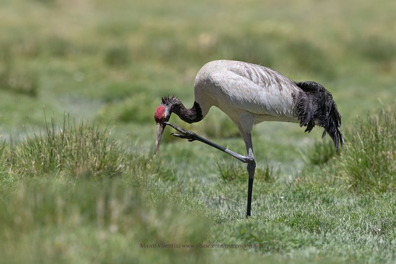 Black-necked Crane - Grus nigricollis