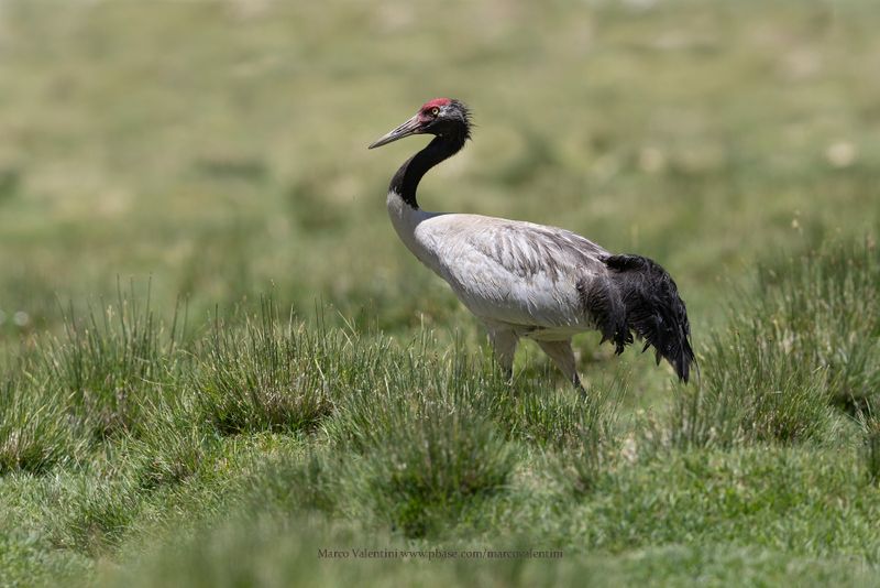 Black-necked Crane - Grus nigricollis