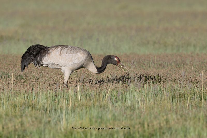 Black-necked Crane - Grus nigricollis