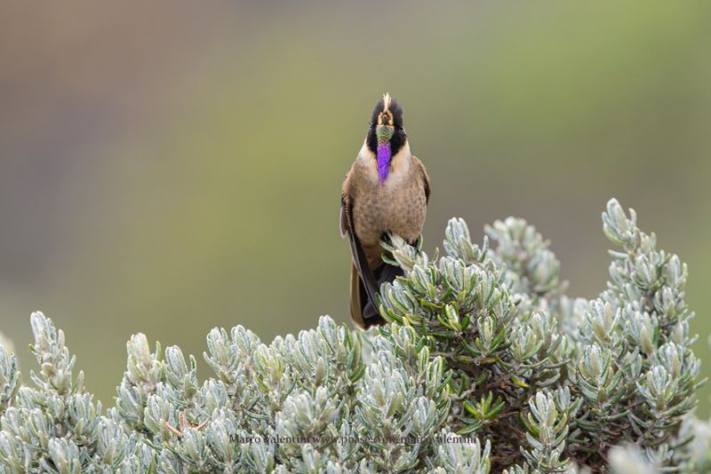 Buffy Helmetcrest - Oxypogon stuebelii