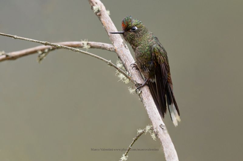 Rainbow-bearded Thornbill - Chalcostigma herrani
