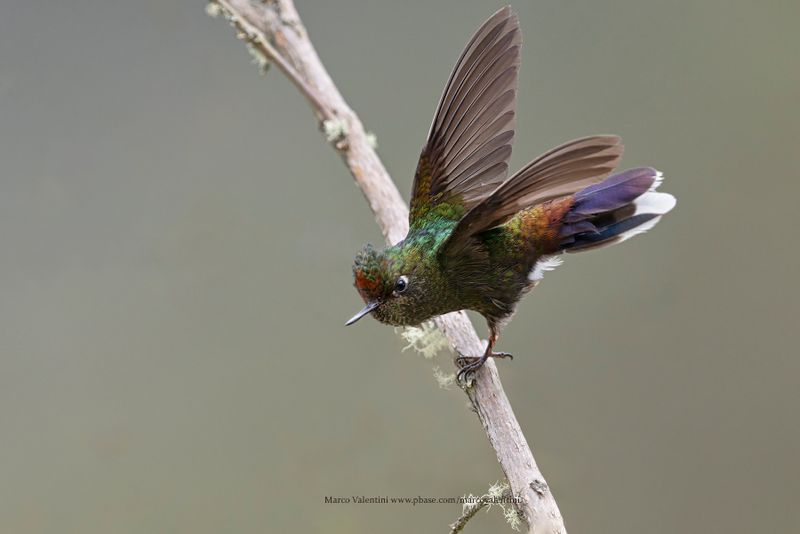 Rainbow-bearded Thornbill - Chalcostigma herrani