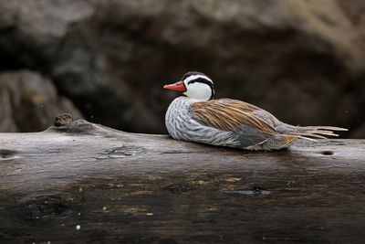 Torrent duck - Merganetta armata