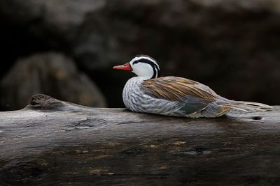 Torrent duck - Merganetta armata