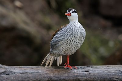 Torrent duck - Merganetta armata