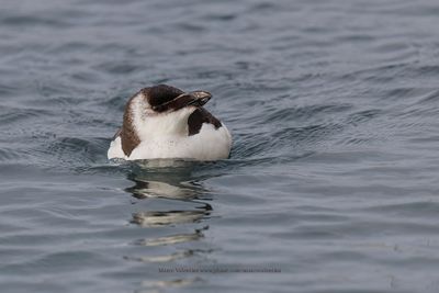 Razorbill - Alca torda