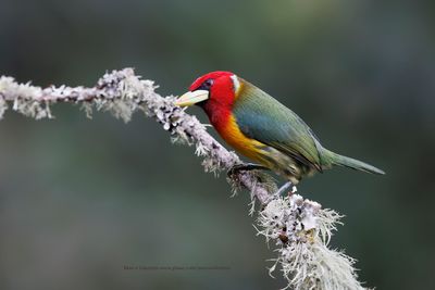 Red-headed barbet - Eubucco bourcierii