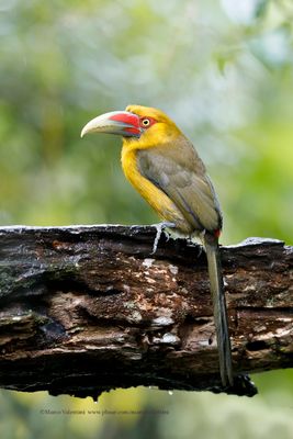 Saffron toucanet - Pteroglossus bailloni