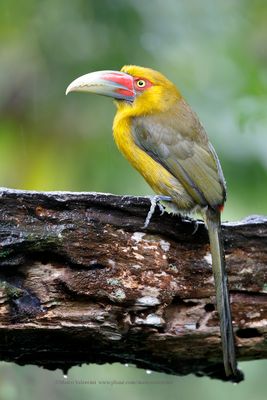 Saffron toucanet - Pteroglossus bailloni