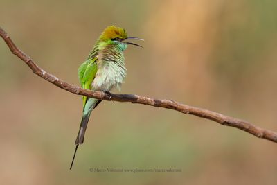 Green Bee-eater - Merops orientalis