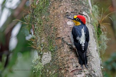 Yellow-fronted Woodpecker - Melarnerpes flavifrons