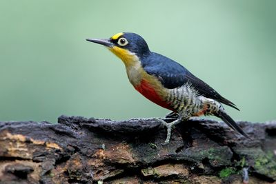 Yellow-fronted Woodpecker - Melarnerpes flavifrons