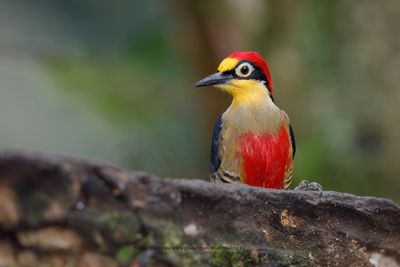 Yellow-fronted Woodpecker - Melarnerpes flavifrons