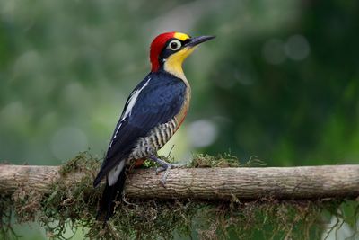 Yellow-fronted Woodpecker - Melarnerpes flavifrons