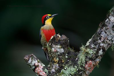 Yellow-fronted Woodpecker - Melarnerpes flavifrons