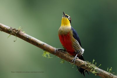 Yellow-fronted Woodpecker - Melarnerpes flavifrons