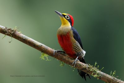 Yellow-fronted Woodpecker - Melarnerpes flavifrons
