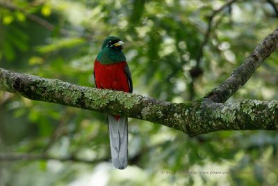 Narina Trogon - Apaloderma narina