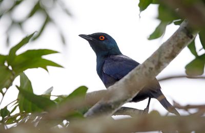 Black-bellied starling - Notopholia corusca