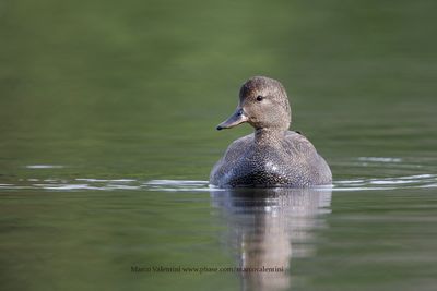 Gadwall - Anas strepera