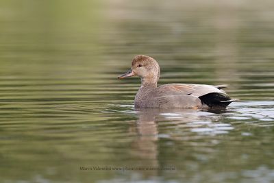 Gadwall - Anas strepera