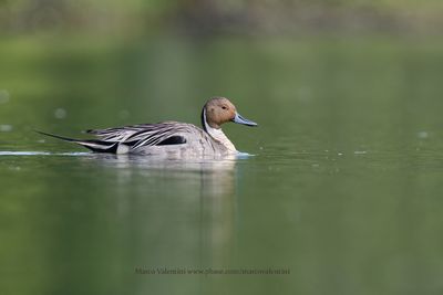 Pintail - Anas acuta