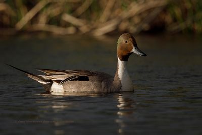 Pintail - Anas acuta