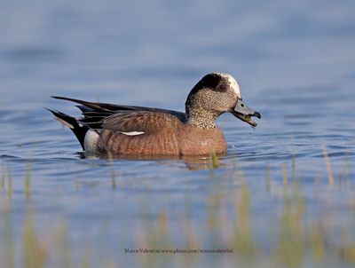 American Wigeon - Anas americana