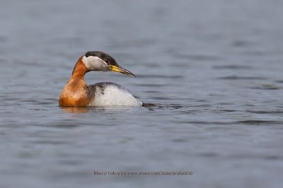 Red-necked grebe - Podiceps grisegena