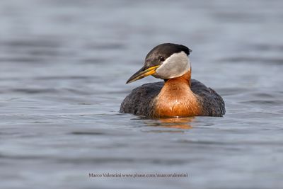 Red-necked grebe - Podiceps grisegena