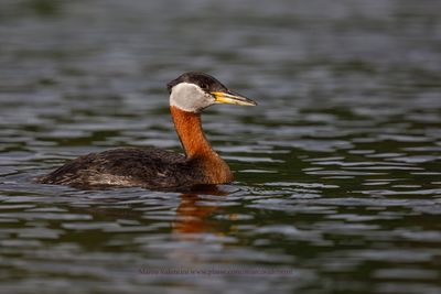 Red-necked grebe - Podiceps grisegena