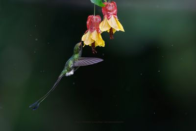 Booted Racket-tail - Ocreatus underwoodii