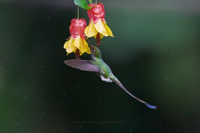 Booted Racket-tail - Ocreatus underwoodii