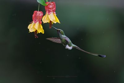 Booted Racket-tail - Ocreatus underwoodii