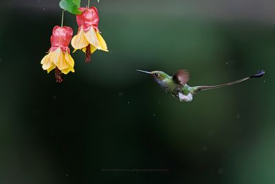 Booted Racket-tail - Ocreatus underwoodii