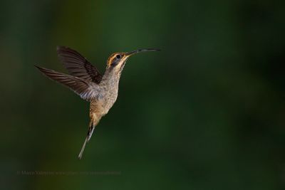 Scale-throated Hermit - Phaethornis eurynome
