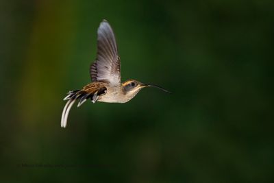 Scale-throated Hermit - Phaethornis eurynome