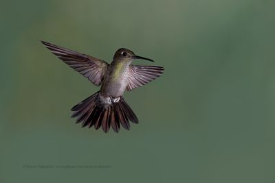 Sombre Hummingbird - Aphantochroa_cirrochloris