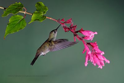 Sombre Hummingbird - Aphantochroa_cirrochloris