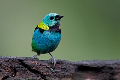 Green-headed tanager - Tanagra seledon