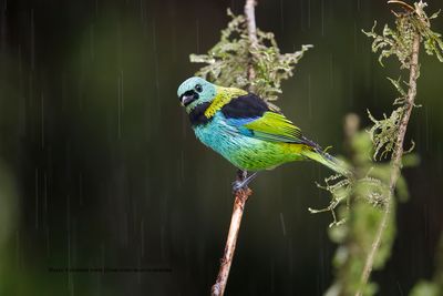 Green-headed tanager - Tanagra seledon