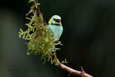 Green-headed tanager - Tanagra seledon