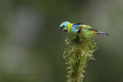 Green-headed tanager - Tanagra seledon